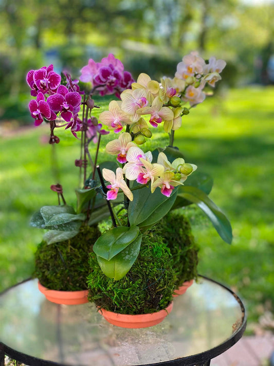 White Orchid Kokedama