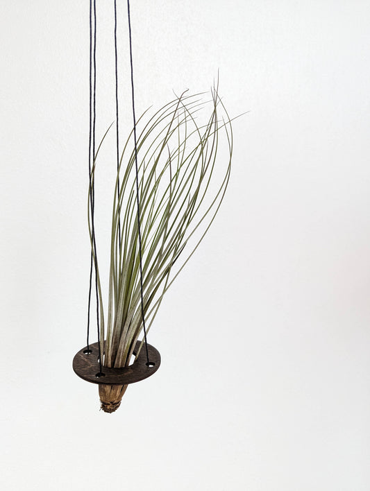 Hanging Air Plant Set