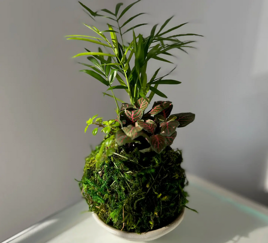 3 Plant Mini Kokedama